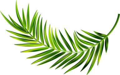 Tropical palm leaves of coconut tree. Summer green branch. Foliage of exotic plants. Floral design element. Botanical illustration