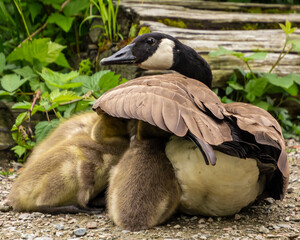 Goslings rest under mother goose in a lush garden during a warm sunny day