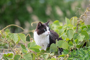 みつめる可愛い猫