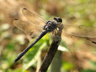 Dragonfly close-up in the garden sunlit perch, serene natural habitat
