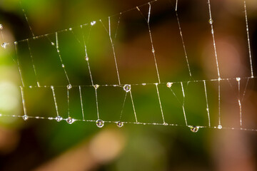 Dew drops glisten on delicate spider web strands in a forest setting during early morning hours