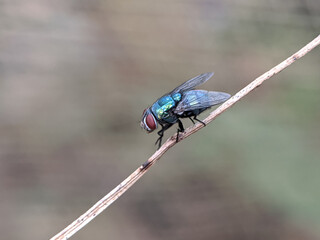 A detailed close-up shows a metallic green bottle fly, with visible red eyes and translucent wings, clinging to a slender, light brown plant stem against a blurred neutral backdrop.