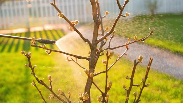 A tree in the garden waking up after winter is sprayed against diseases and pests at sunset, in slow motion