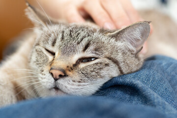 かわいい飼い猫を撫でる飼い主　シャムトラ猫	