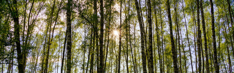 Sunlight filtering through the tall birch trees in a lush green forest, creating a serene and...