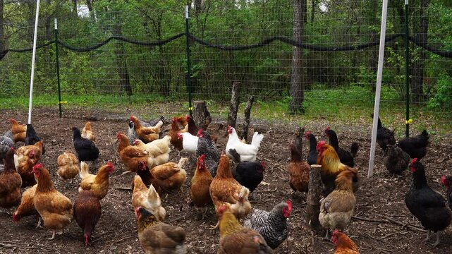 Few variety of hens freely roaming in outdoor enclosure as animals being cage free organically raised in back yard farm
