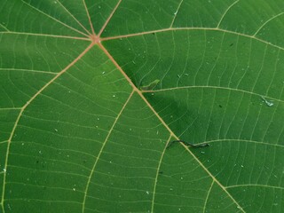 Texture of green leaves in the garden