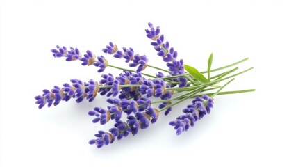 Lavender sprigs evoking calmness serene gardens aromatherapy with pure white backdrop and soft
