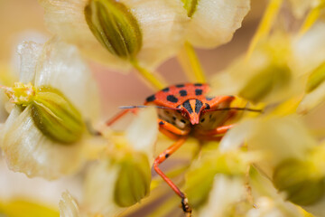 ladybird on flower