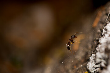 spider on a web