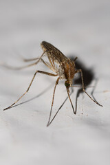 mosquito sucking blood