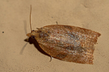 Obraz premium bug on the ground