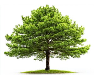 Obraz premium Large green pine tree with lush foliage against a white background