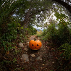 Halloween pumpkin hdr 360 degrees in a mysterious nature setting