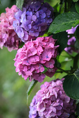 飛鳥山公園あたり　雨上がりのアジサイの頃
