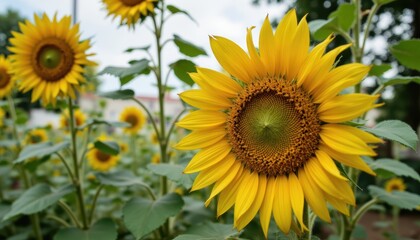 Fototapeta premium Close-Up of Vibrant Sunflower Blooms in an Outdoor Garden During a Sunny Day