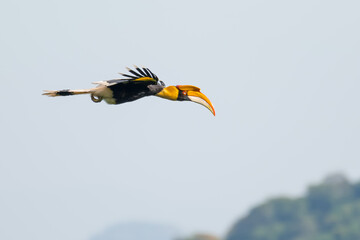 Fototapeta premium The bill and large hump are yellow. The face is black. The throat is white or yellowish-white. The body is black. The wings are black with a wide yellow stripe running down the middle of the wings.