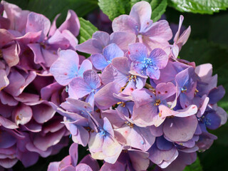 飛鳥山公園あたり　雨上がりのアジサイの頃
