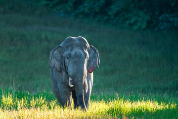 Elephants are large mammals and are the largest land animals. Wild elephants eat plants. They are...
