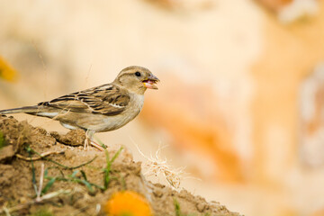 sparrow on a rock