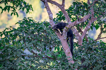 Binturong (Bear Cat) It belongs to the civet family. It has a large head, gray fur on the face,...