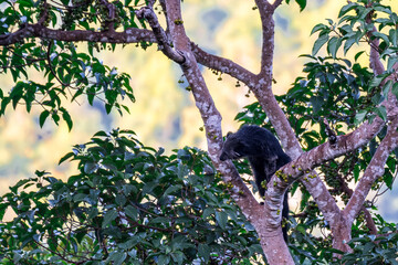 Binturong (Bear Cat) It belongs to the civet family. It has a large head, gray fur on the face,...
