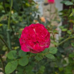 pink rose in garden