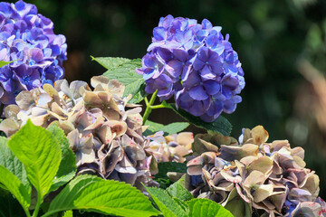 飛鳥山公園あたり　雨上がりのアジサイの頃