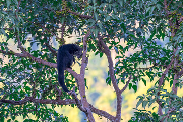 Binturong (Bear Cat) It belongs to the civet family. It has a large head, gray fur on the face, small round ears, a long body, and rough, black fur.