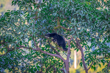 Binturong (Bear Cat) It belongs to the civet family. It has a large head, gray fur on the face, small round ears, a long body, and rough, black fur.