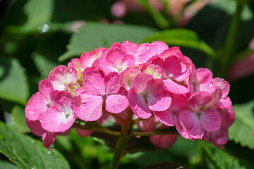 飛鳥山公園あたり　雨上がりのアジサイの頃