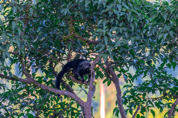 Binturong (Bear Cat) It belongs to the civet family. It has a large head, gray fur on the face,...