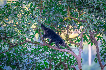 Binturong (Bear Cat) It belongs to the civet family. It has a large head, gray fur on the face,...