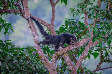 Binturong (Bear Cat) It belongs to the civet family. It has a large head, gray fur on the face,...