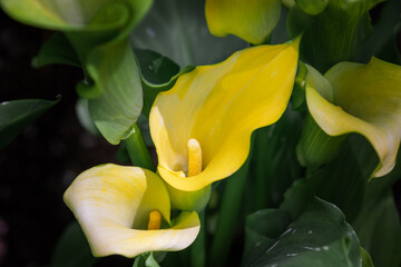Golden calla lily found in the outdoor flower garden. Zantedeschia