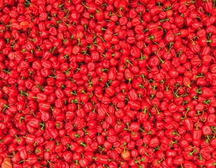 Small Red Chili Peppers