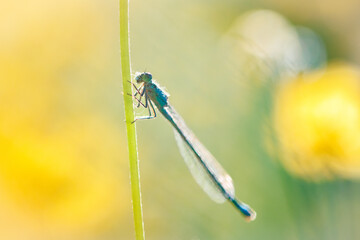 Damselfly in the eveninglight