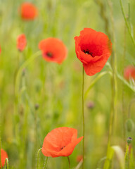 red poppy flowers in field