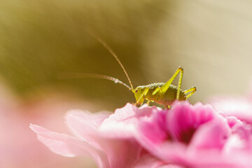 grasshopper on a flower