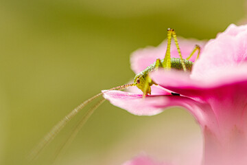 Grasshopper on a pink flower