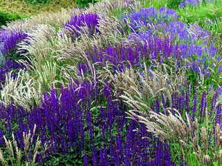 Obraz premium Blue and purple sages bloom along the road. In the hot urban climate, they thrive and bloom in pastel colors. Background for beauty products and cosmetics, summer t-shirts and shirts print.