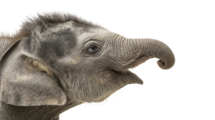 A young elephant displaying curiosity and playfulness. transparent background