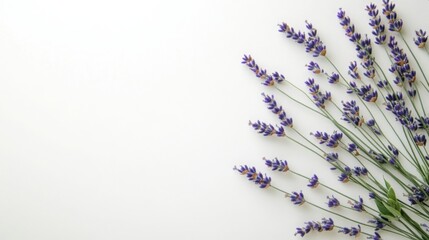 A calming composition of lavender blossoms bringing serenity and peace in natural light on a clean