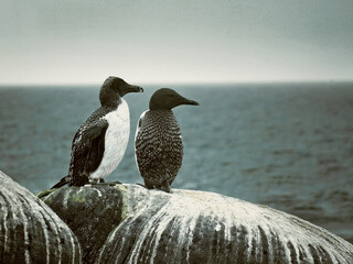 A wildlife photography set featuring Great Auk birds in oceanic and rocky shore environments