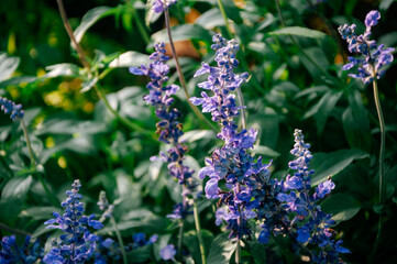 close up of flowers in the garden with a macro photography technique