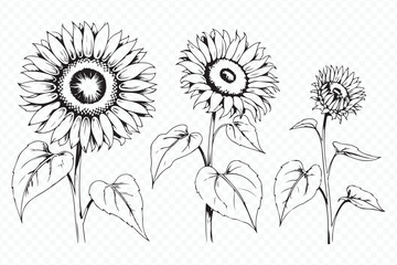 black and white sunflower line art showing four distinct growth stages in detailed botanical style vector