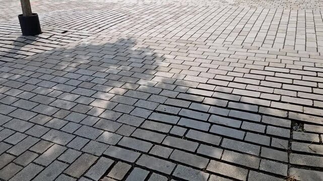 path in the city to the promenade is paved under the roots of the tree with a permeable pavement with joints where it can breathe and soak under the surface when it rains, airy