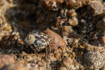 A small Monodonta labio lipped periwinkle toothed top shell sea snail with a patterned shell on a...