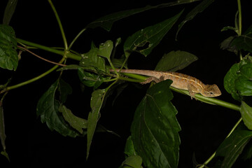 Oriental Garden Lizard - Calotes versicolor, colorful changeable lizard from Asian forests and...