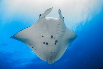 A graceful manta ray soars effortlessly through the crystal-clear waters off Lady Elliot Island